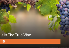 20260823 - John 15 - Jesus is The True Vine (James Green)